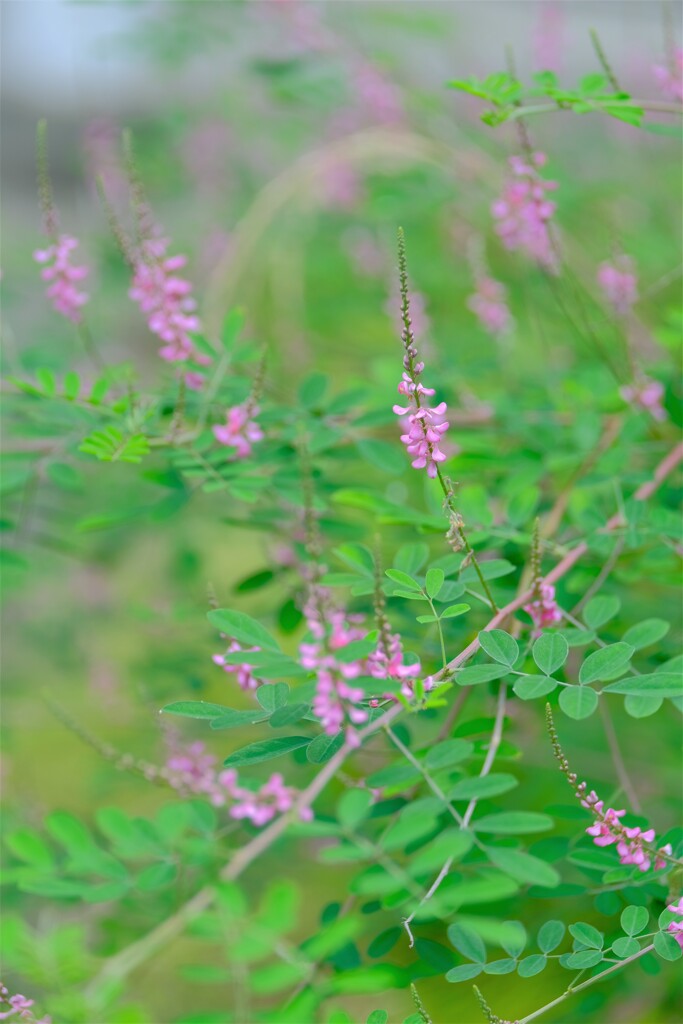 散歩の途中で。Ⅸ