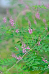 散歩の途中で。Ⅸ