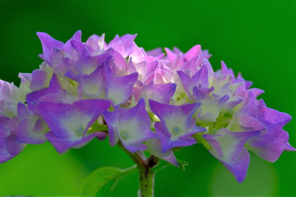 紫陽花（２）