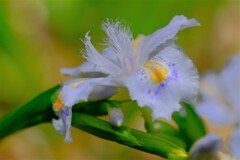 散歩の途中で。③