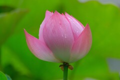 散歩の途中で。