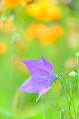 散歩の途中で。7