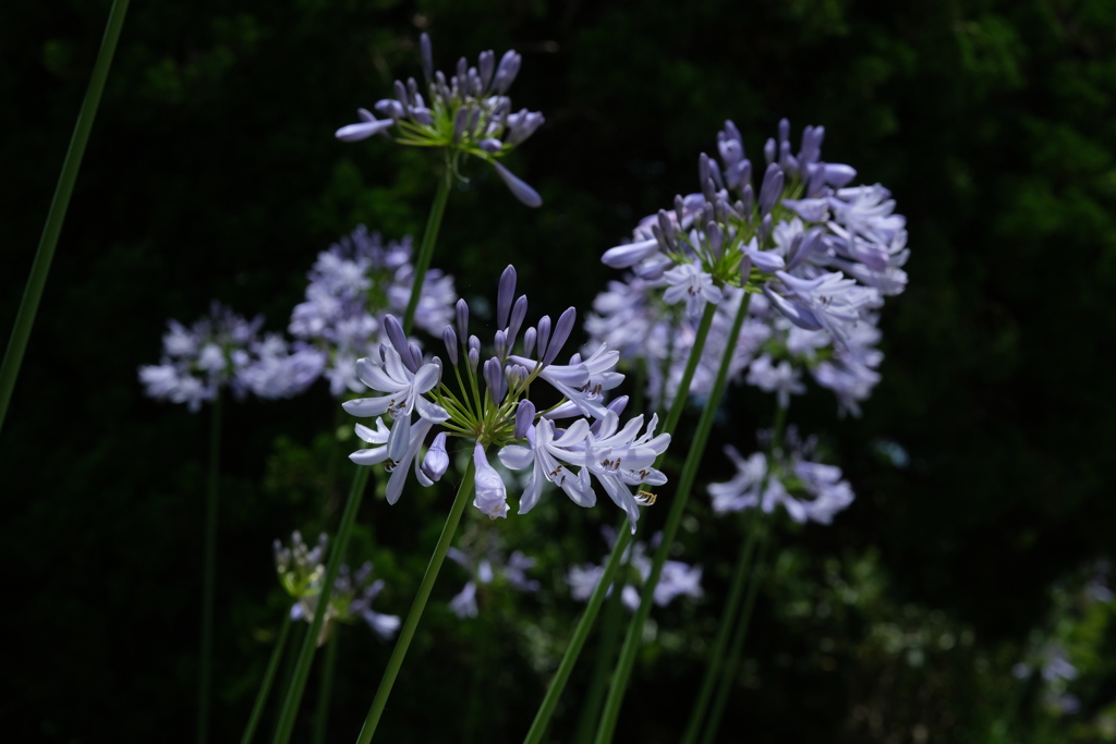 散歩の途中で。