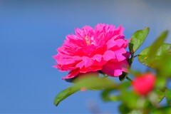 散歩の途中で。8