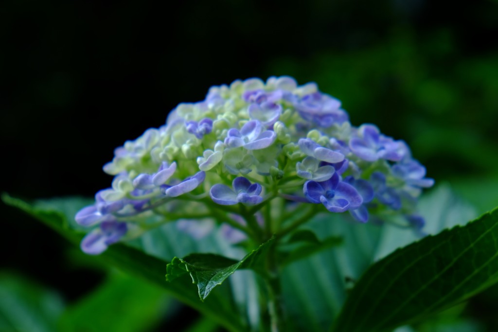 紫陽花