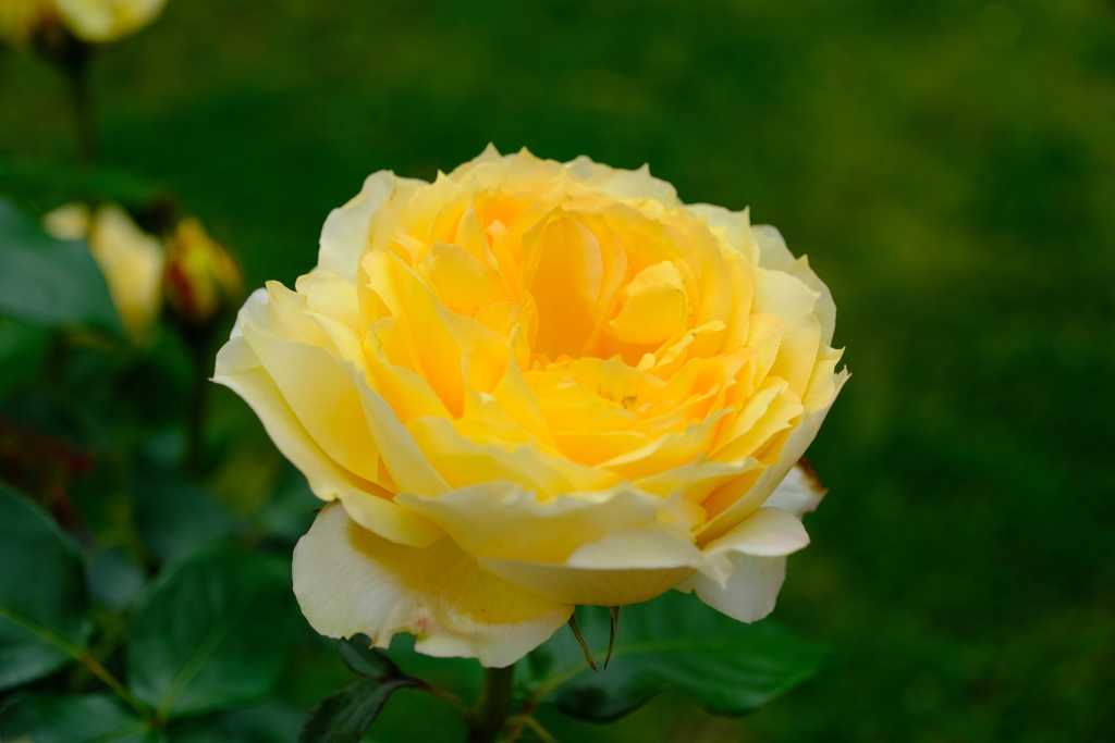 散歩の途中で。⑤