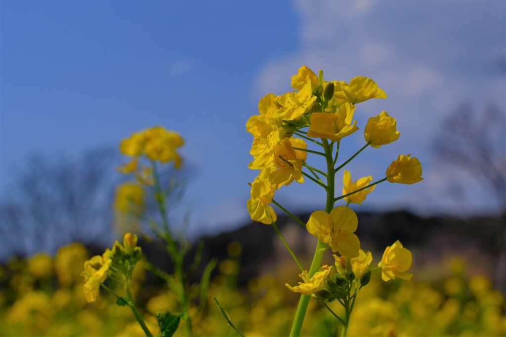 散歩の途中で。②