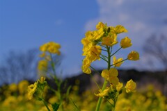 散歩の途中で。②