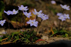 散歩の途中で。3