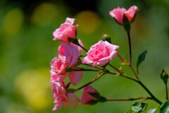 散歩の途中で。３