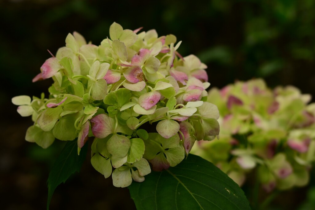 アジサイ（２）