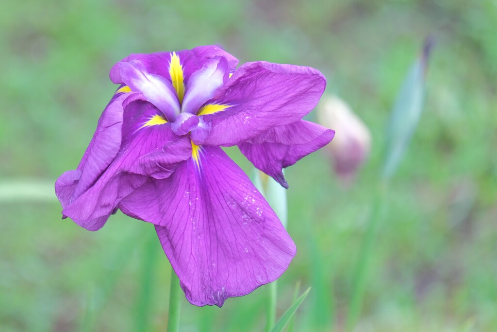 散歩の途中で。