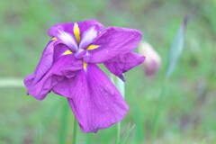 散歩の途中で。