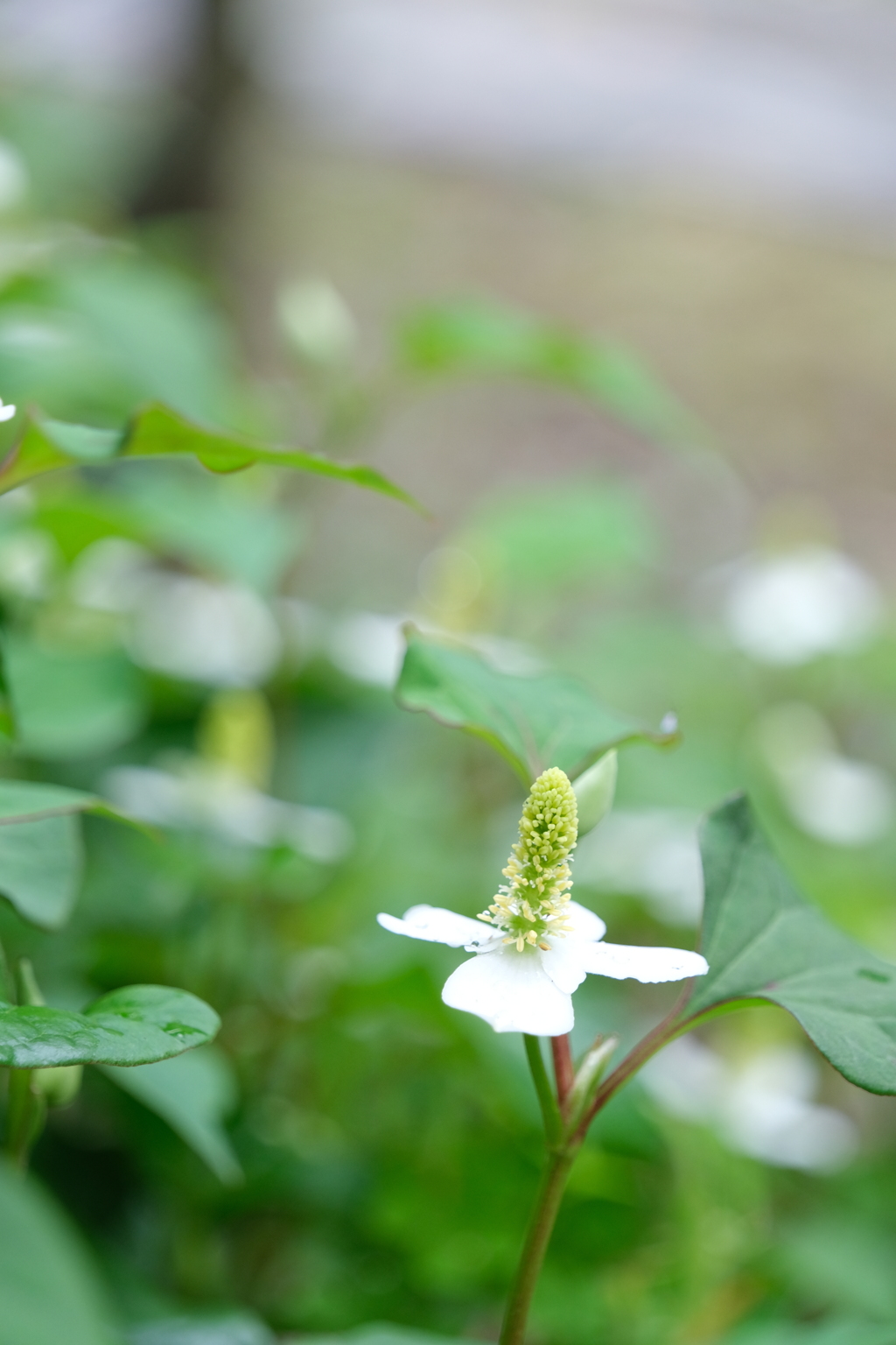 散歩の途中で。４