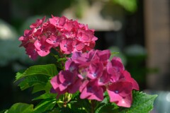 散歩の途中で。