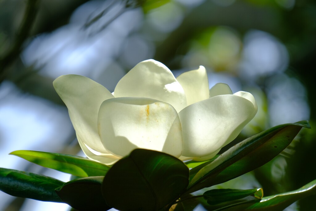 散歩の途中で。（10）