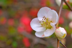 散歩の途中で。3