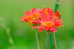 散歩の途中で。