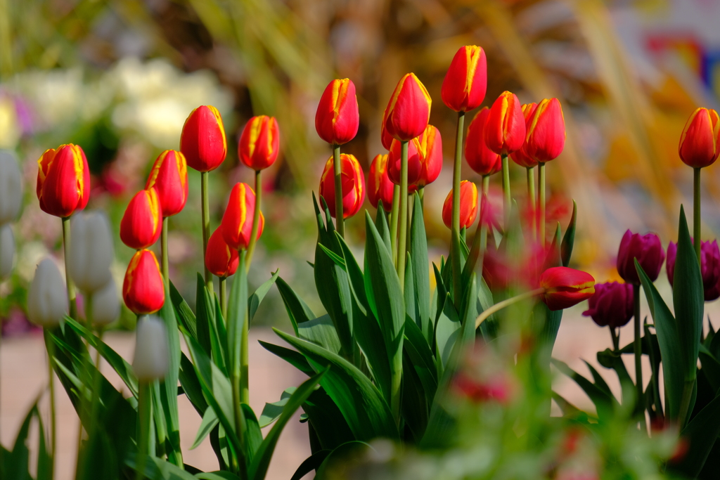 散歩の途中で。5