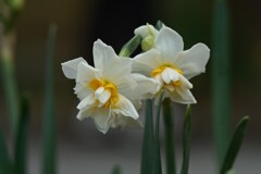 水仙（八重２）