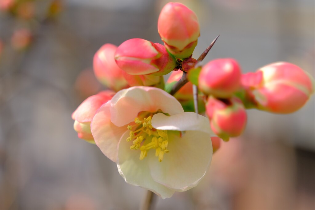 散歩の途中で。8