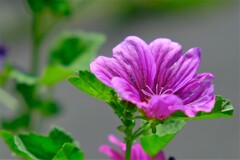 散歩の途中で。Ⅲ