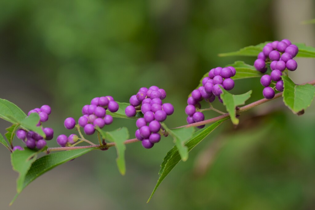 ムラサキシキブ