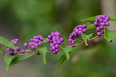 ムラサキシキブ