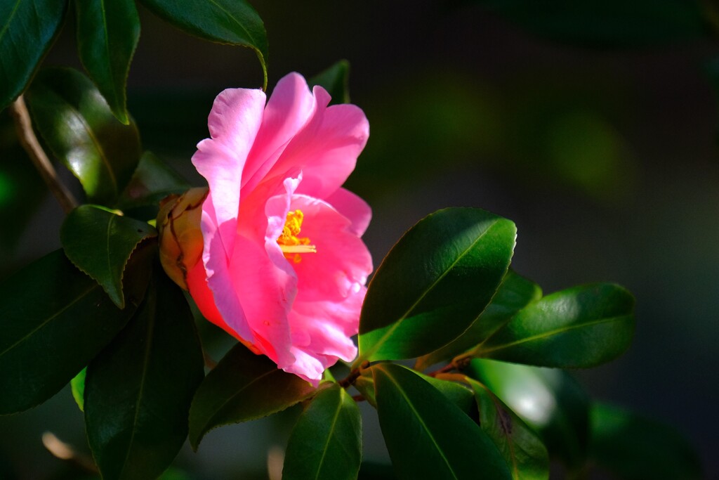 散歩の途中で。Ⅲ