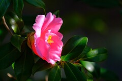 散歩の途中で。Ⅲ