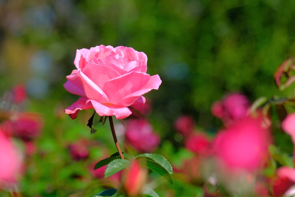 散歩の途中で。２