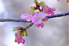 散歩の途中で。13