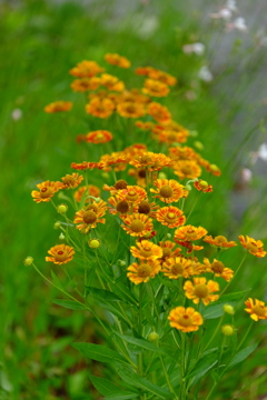 DSCF7856