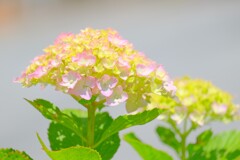 散歩の途中で。4