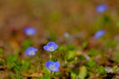 散歩の途中で。1