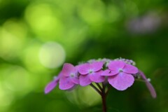 ヤマアジサイ（３）