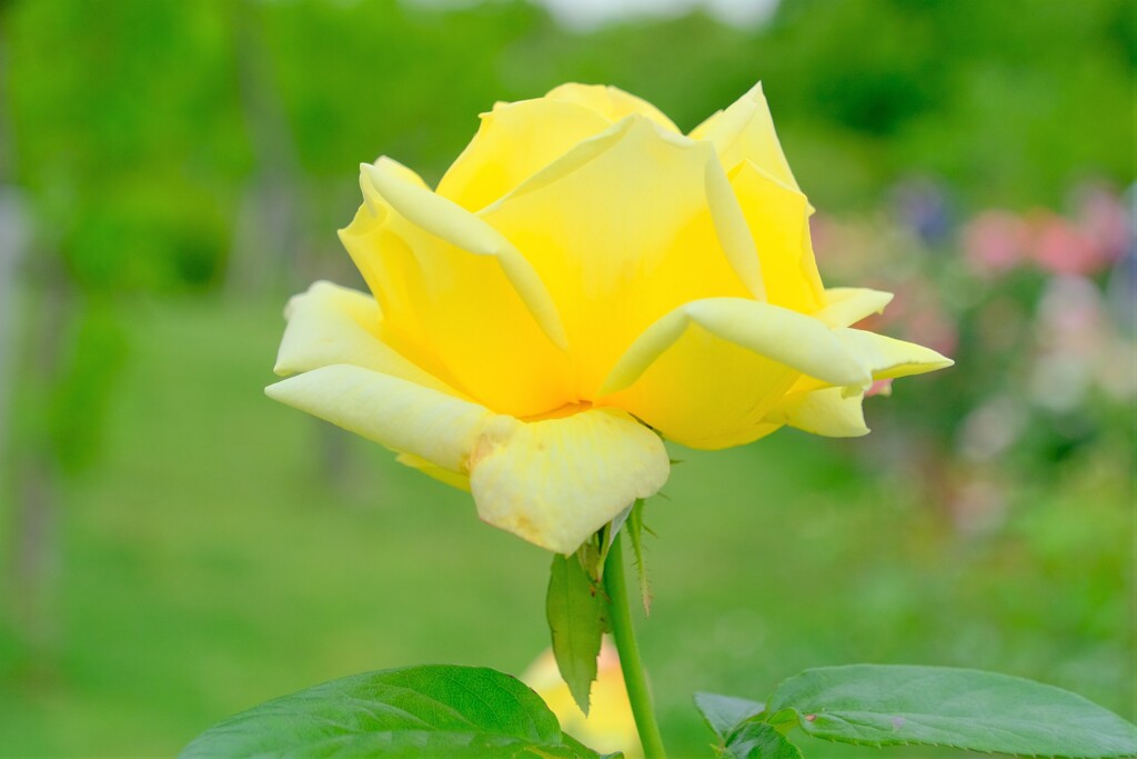 散歩の途中で。8