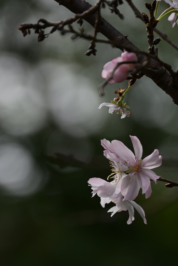冬桜