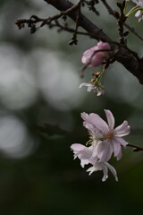 冬桜