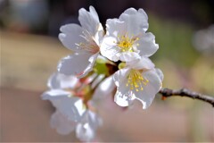 散歩の途中で。①