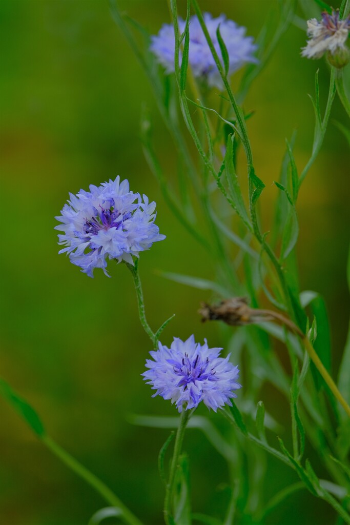 散歩の途中で。Ⅸ