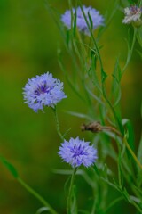散歩の途中で。Ⅸ