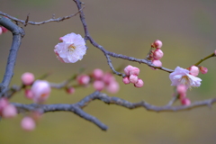 散歩の途中で。3