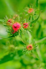 散歩の途中で。6