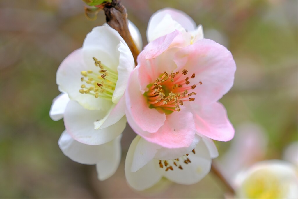 散歩の途中で。4