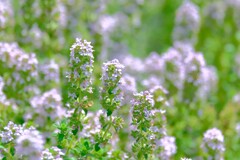 散歩の途中で。（２）