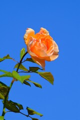 散歩の途中で。4