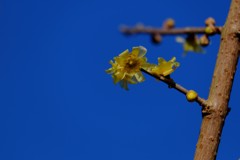 蝋梅