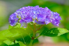 散歩の途中で。（５）