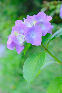 紫陽花-3